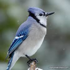 Blue Jay