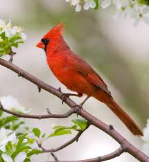 Northern Cardinal